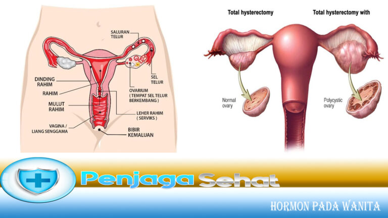 Hormon pada Wanita