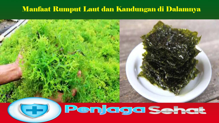 Manfaat Rumput Laut dan Kandungan di Dalamnya