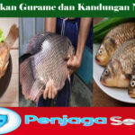 Manfaat Ikan Gurame dan Kandungan Nutrisinya