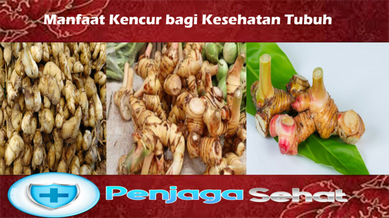 Manfaat Kencur bagi Kesehatan Tubuh