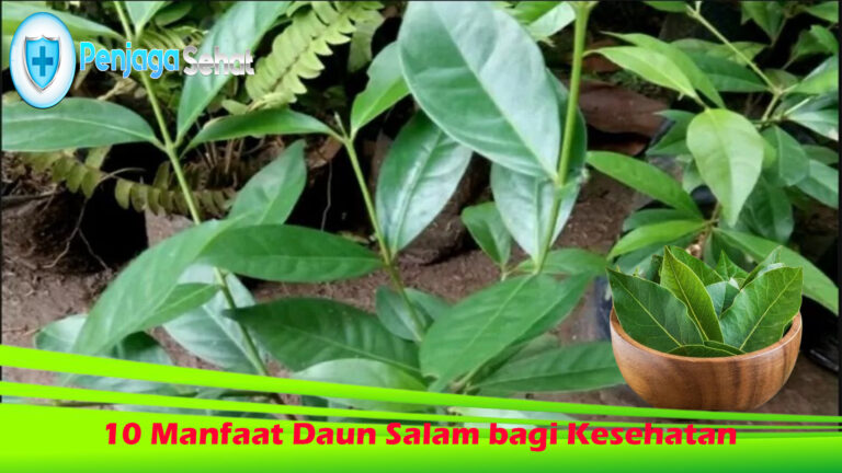 10 Manfaat Daun Salam bagi Kesehatan